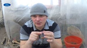 ЛУЧШИЕ СОРТА СЛАДКОГО ПЕРЦА, КОТОРЫЕ Я ВЫРАЩИВАЮ.