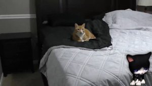 Могут ли кошки видеть призраков? Почему коты любят с нами спать?