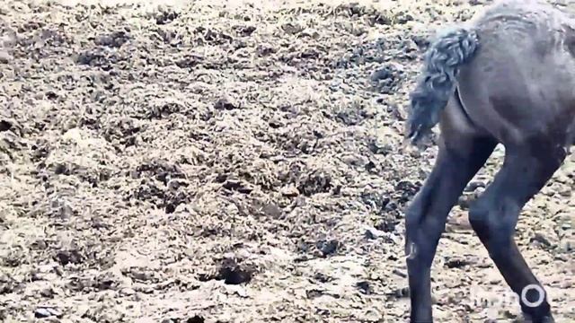 ЖЕРЕБЕЦ ГРОМ ЛЮБИТ СВОИХ КОБЫЛ/stallion loves his mares