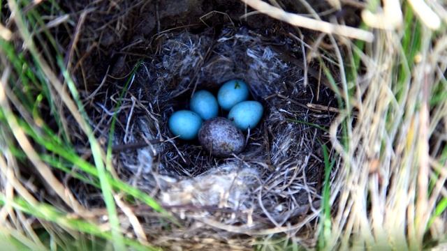 Кукушка - интересные факты (С Фото и Видео) смотреть онлайн