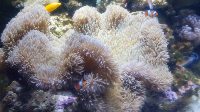 Японский океанариум, съёмочная площадка "В поисках Немо". Задаём неудобные вопросы актёрам смотреть онлайн