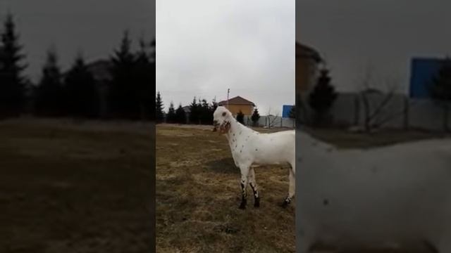 VID 20210421 WA0019 Восточные козы. Козы Битал (Beetal). смотреть онлайн