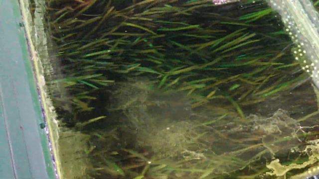 Creature From the Black Lagoon FILMING LOCATIONS  | Silver Springs Florida | Glass Bottom Boat Tour
