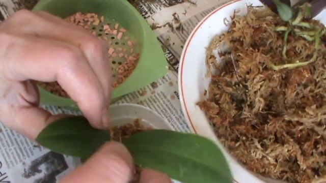 Пересадка. Маленькие стюартианы. смотреть онлайн