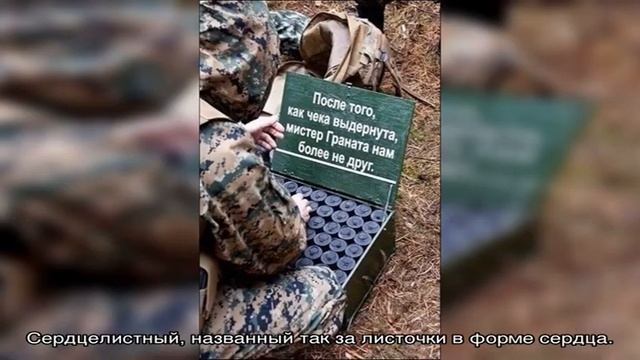 Такой величественный и разноликий граб — фото дерева и листьев