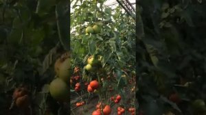 Томат Сигнора 2 оборот