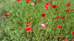 Очень красивое поле с маками