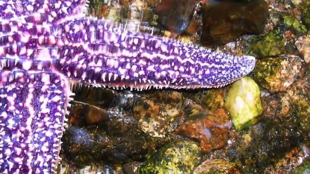 Интересные факты - Морские звезды