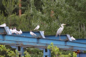 Птицы Воронежского водохранилища