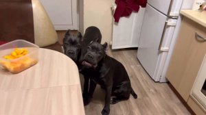 Тыквенный перекус у Канекорсо. #канекорсо #канекорсоитальяно #canecorso