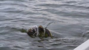 Песня «Не за рыбой, а НА РЫБАЛКУ!» КЛИП  Поют авторы Владимир и Дмитрий ЩЕРБАКОВЫ