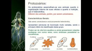 Algas e Protozoários