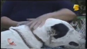 Фарида Болкунова породные признаки Туркменский Волкодав Алабай Turkmen It alabay Ашхабад