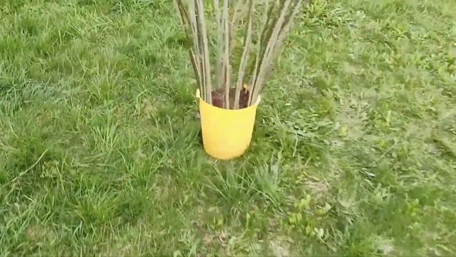 Плетёное дерево из ивы. Простой способ украсить свой сад. смотреть онлайн