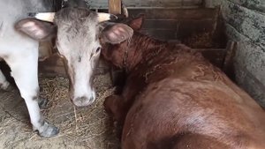 ФЕРМА КОРОВ:ПРАВДИВАЯ ЖИЗНЬ В СЕЛЕ. ГРЯДУТ ПЕРЕМЕНЫ!!!