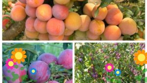 Слива обыкновенная, лекарственная. Краткий обзор, описание характеристик prunus этюд - скороплодная