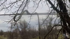 Натянуть веревку между деревьями