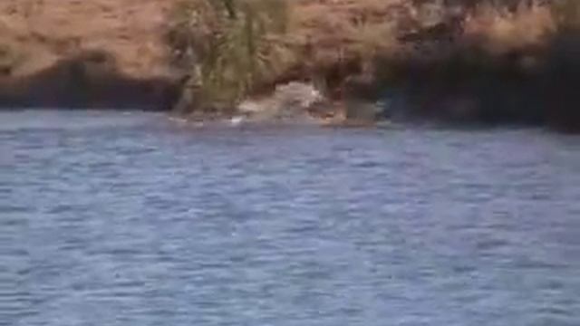 Стадо буйволов атакует львов смотреть онлайн