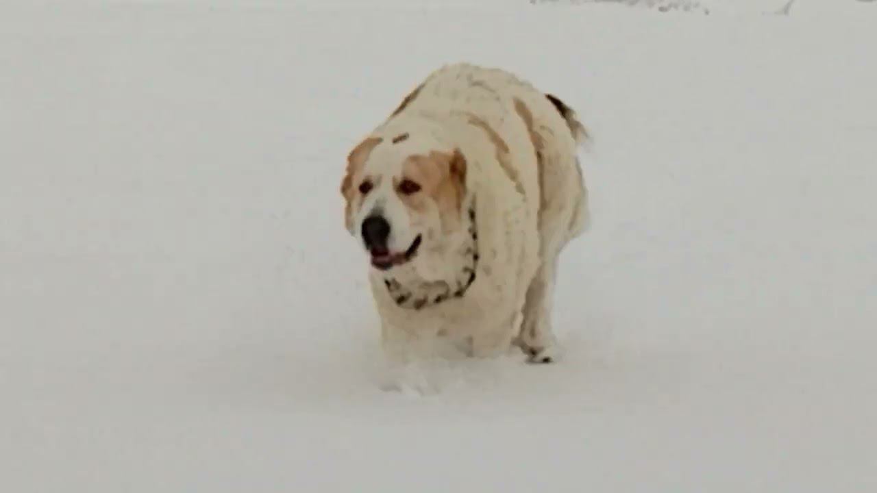 НАШ МИР. Рассказ Есмин о буднях питомника. смотреть онлайн