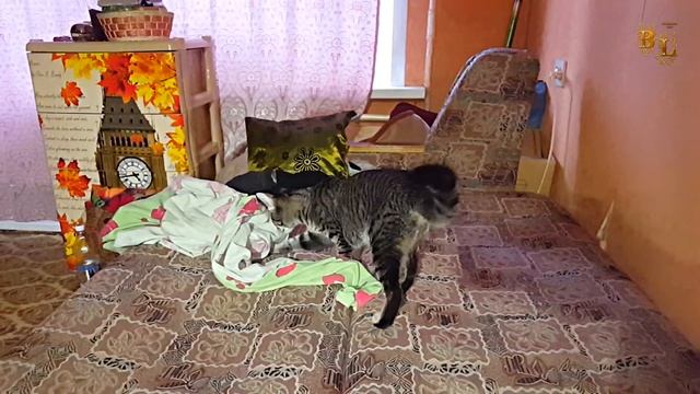 Чую где то здесь а найти не как не могу. Шотландский вислоухий кот Бонапарт. Европейская кошка Лиза смотреть онлайн