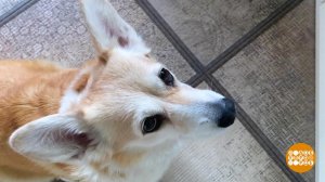 Плюша на диете. Доброе утро. Фрагмент выпуска от 29.05.2020