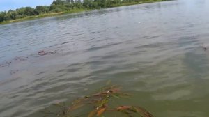 РЫБАЛКА НА ДОНУ , ЛОВЛЯ САЗАНА И АМУРА !!!!