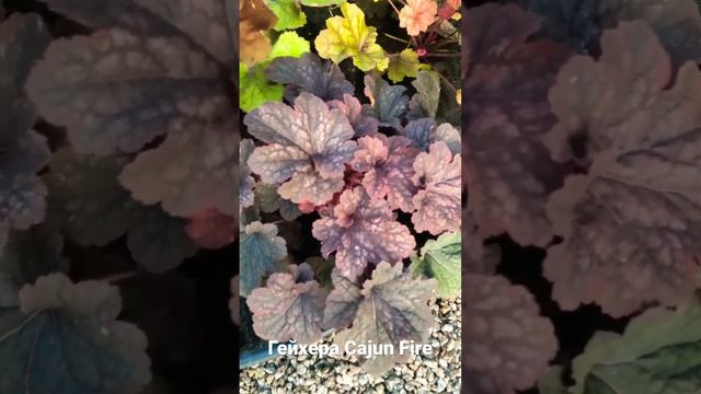 Гейхера Cajun Fire #heuchera #гейхера #cajunfire 9.07.2023