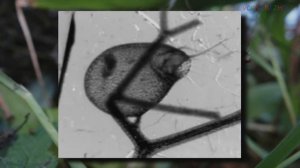 УДИВИТЕЛЬНЫЕ ПЛОТОЯДНЫЕ РАСТЕНИЯ