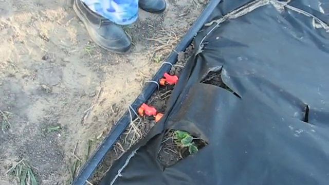 Капельный полив для клубники своими руками. смотреть онлайн