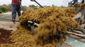 Сбор и переработка водорослей в удобрения и стройматериалы