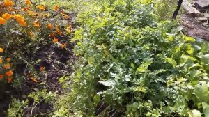 Корневая петрушка