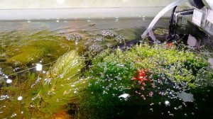 Мох стринг растёт над водой