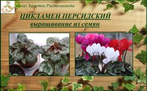 Цикламен персидский как вырастить из семян