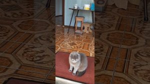 Зеркало в прихожую по фен-шую. Доброго времени суток.