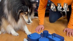 PROVO il GIOCO di INTELLIGENZA con I MIEI CANI