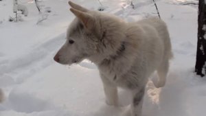 Промысел соболя сезон 2021- 2022