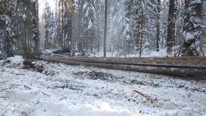 тдт 55. работа в лесу