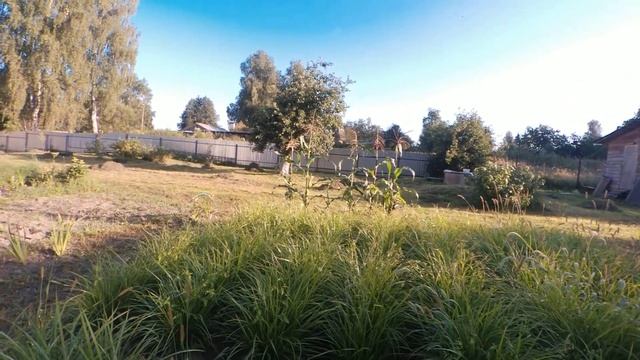 Выращиваем чуфу, нямка для карпа. смотреть онлайн