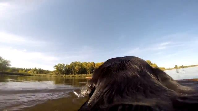 Заплыв на 100 метров - Собаки видео, Лабрадор В Воде! смотреть онлайн