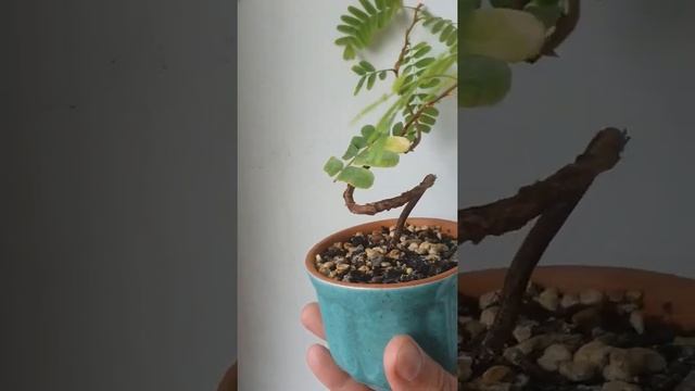 Tamarindus indica from seed #bonsai #tamarind #tamarindusindica #tamarindbonsai