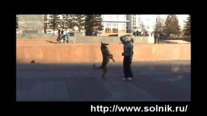 Бельгийская овчачрка малинуа. Дрессировка собак. Малинуа Сольник.