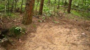 Ягдтерьер. Охота на норку. Часть 3.