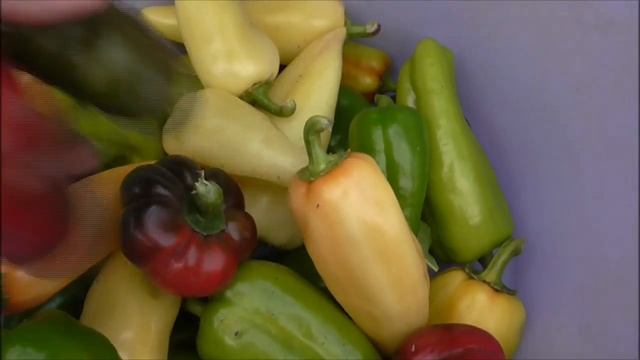 ВЫРАЩИВАЕМ ПЕРЕЦ ОТ СЕМЯН ДО УРОЖАЯ смотреть онлайн