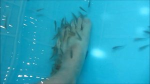 Fish Spa...или как мы кормили рыбок.