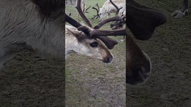 олени #животные #зоопарк #олени смотреть онлайн