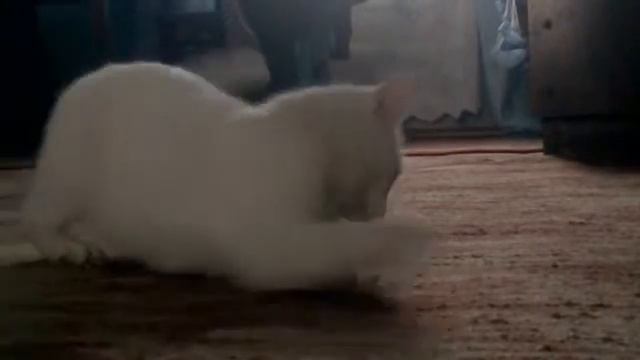 кошка играет с мышью прикол кручу верчу подкидываю уха ха смотреть онлайн