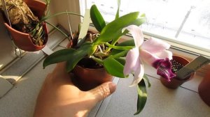 Цветение орхидеи лелии (Laelia dayana var. coerulea)