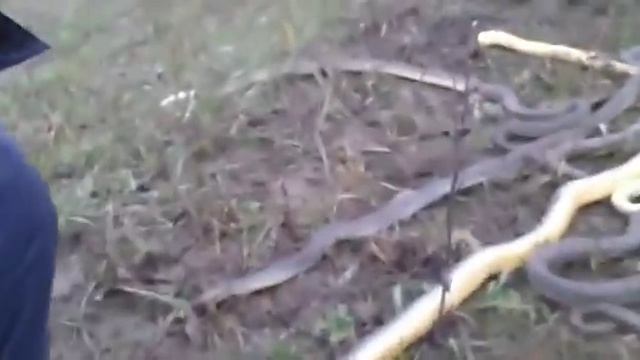 Во время работы наткнулся на гнездо змей смотреть онлайн