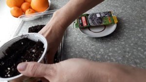 БАКОПА АМПЕЛЬНАЯ как вырастить из СЕМЯН. Вегетативная бакопа.