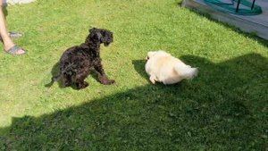 Керри блю терьер играет со шпицем (kerry blue terier)